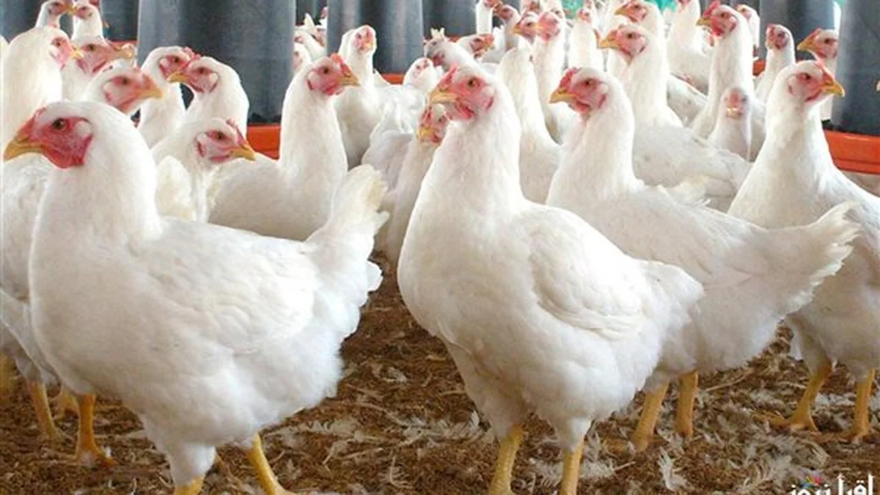 انخفاض أسعار الفراخ البيضاء واستقرار سعر ساسو في بورصة الدواجن اليوم